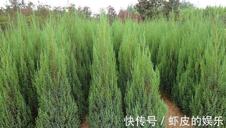 农村一种树木,以前农家人用来做家具,殊不知盆栽做成盆景很漂亮