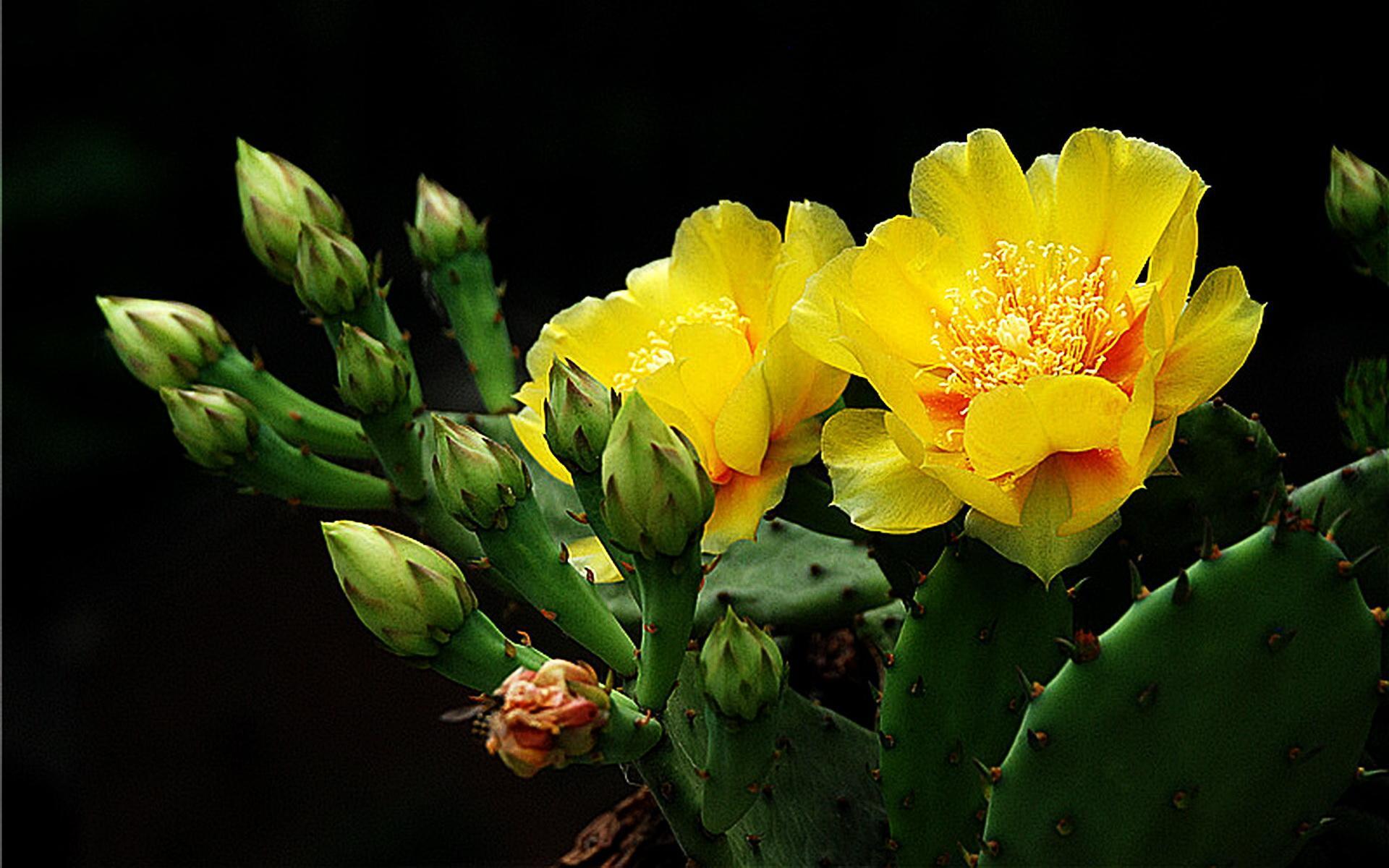 此花是坚强的花,因为心太柔软,所以才加了一套铠甲