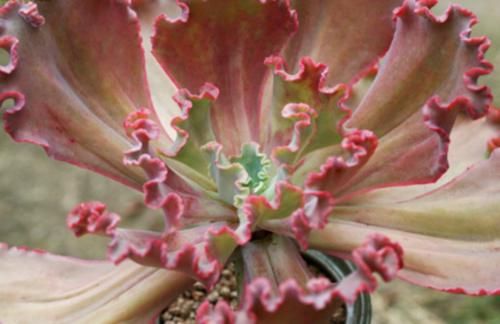 你以为灰姑娘只存在于童话里？大错特错，多肉植物中也有灰姑娘