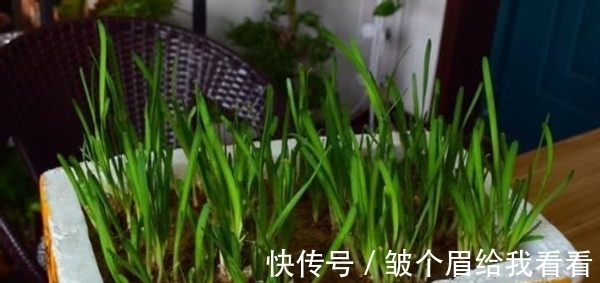 扔掉泡沫箱会污染环境?不如就拿来养花,实用、省钱、用途多