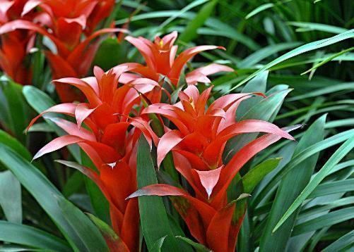 幸福树|有钱人最喜欢的3种花草,能促进住宅风水,摆放位置大有讲究