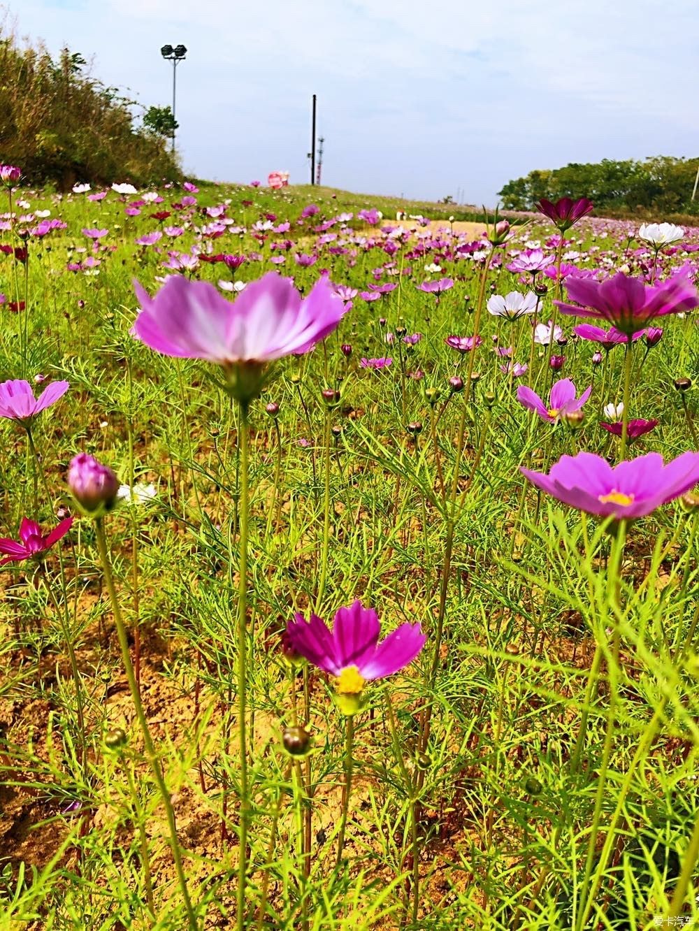 灿烂|晴空万里，鲜花灿烂