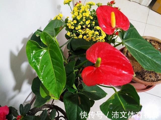 过年买花要“会挑”，4种花养家里“大吉大利”，谁看都有档次