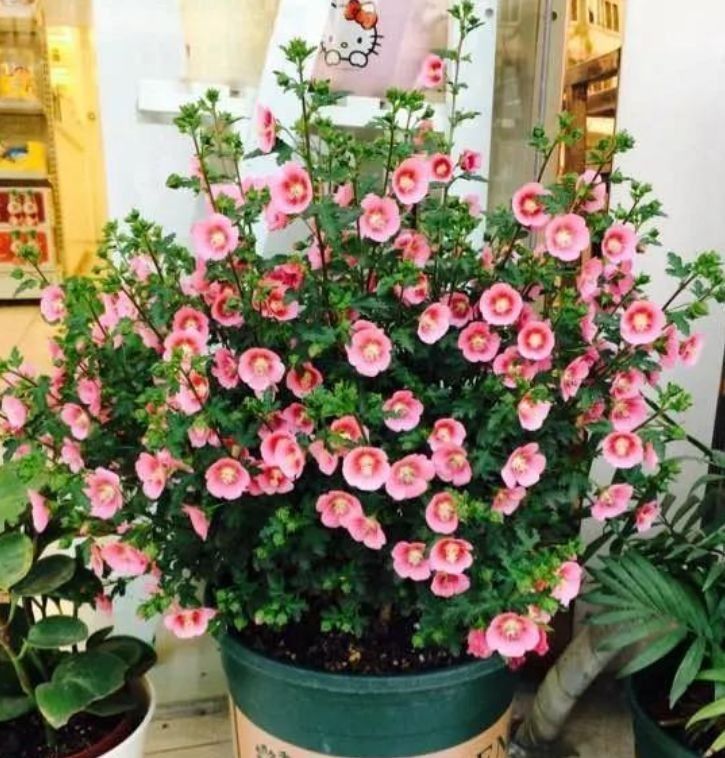 阳台就养这几款花卉,比玫瑰还漂亮,四季开花,香气四溢,美