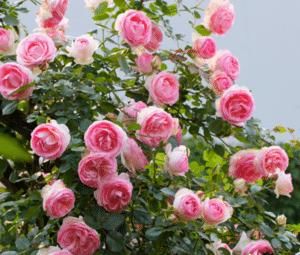 夏洛特夫人|推荐10种浓香月季,花量大花期长,新手也会养,值得拥有