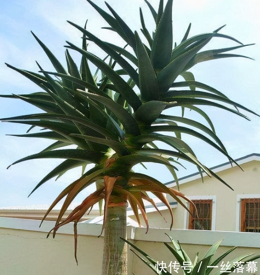 库拉索芦荟|7种“富贵花”,客厅养一盆很合适,越养越值钱,能活一百年