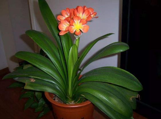 养多肉、蟹爪兰、君子兰,用它就能根固叶茂,远离烂根困扰