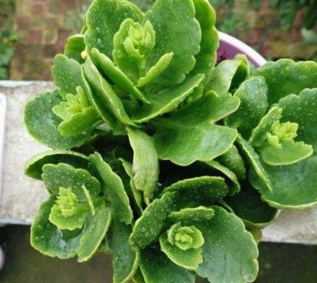 给长寿花浇一点这玩意,枝叶翠绿不发软,花苞满枝头!