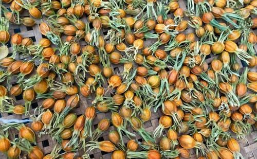 龍膽瀉肝湯 清肝膽實火 瀉下焦濕熱 治這17種病 效果好