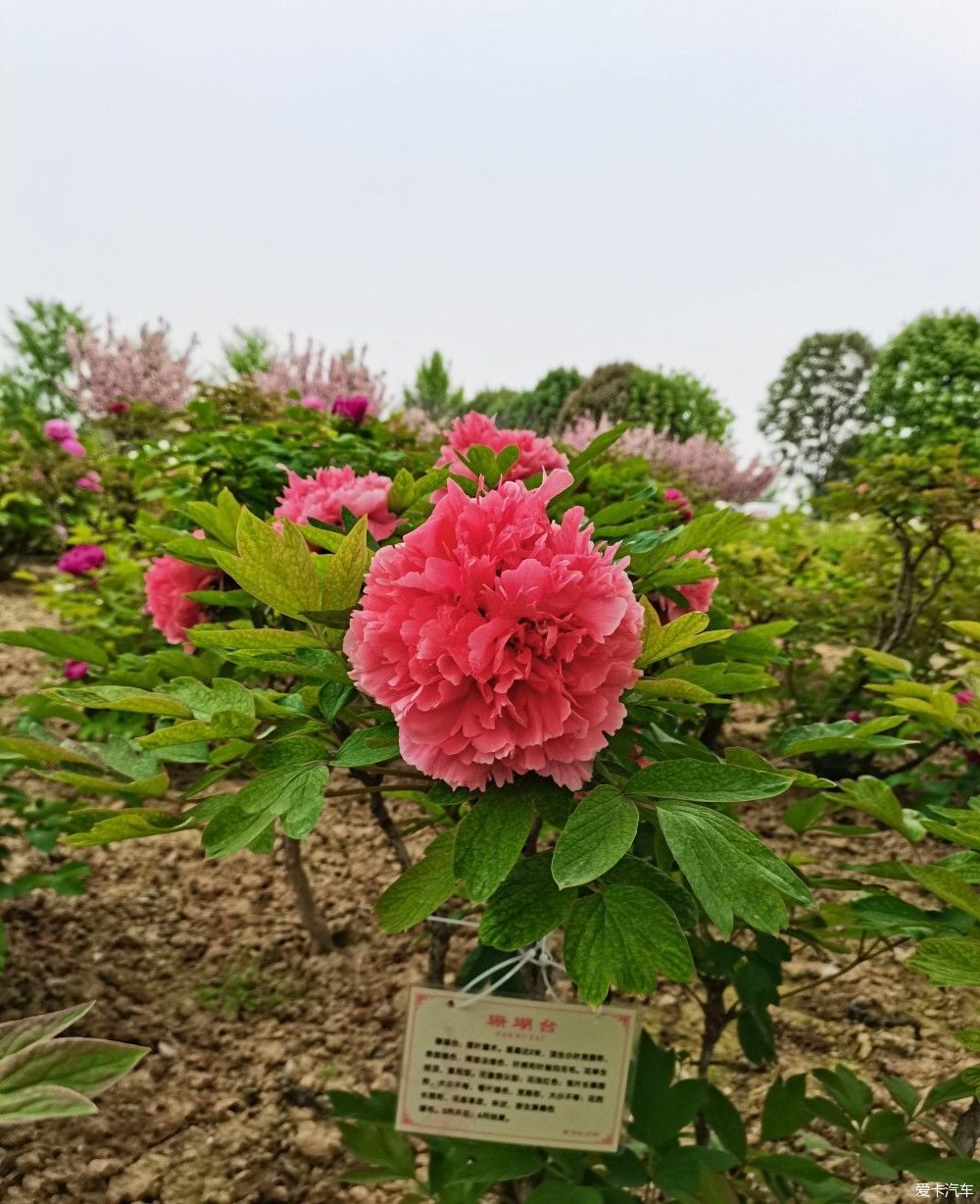 花开时节动京城，唯有牡丹真国色