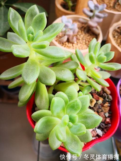 徒长|号称“徒神”的4种多肉,夏天稍不留神就成高个子,新手慎养