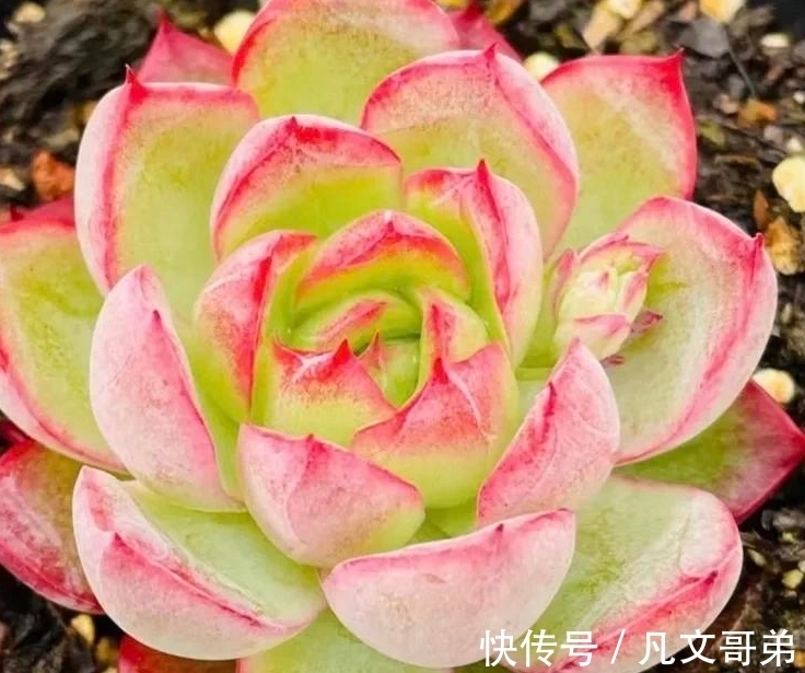 杀菌|多肉植物新上盆为什么要三到五天补水,五到七天浇透呢