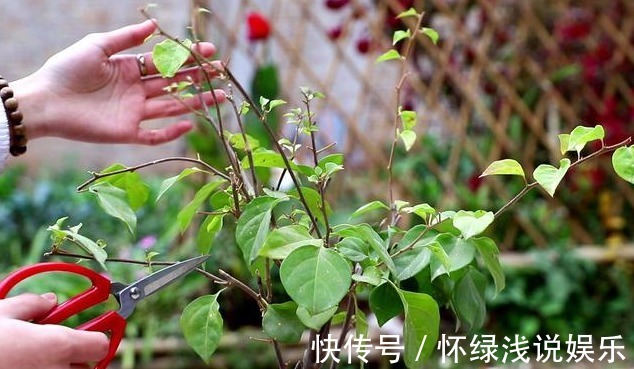 坏习惯|喜欢养花,先戒掉7个坏习惯,不然啥花也养不好,你占了几个?