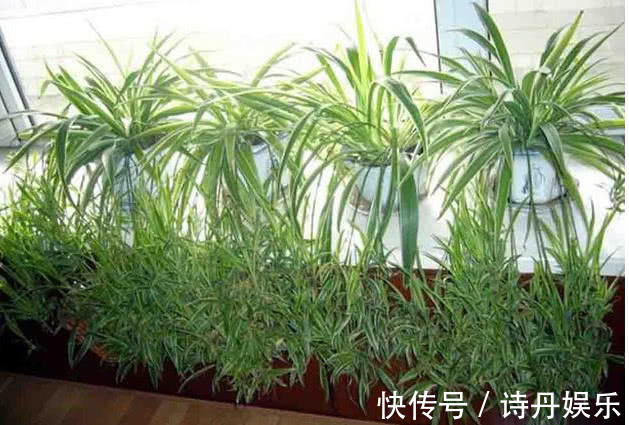 吊兰干尖黄叶掌握关键“3点”,1整年叶片绿油油,开花爆满盆!