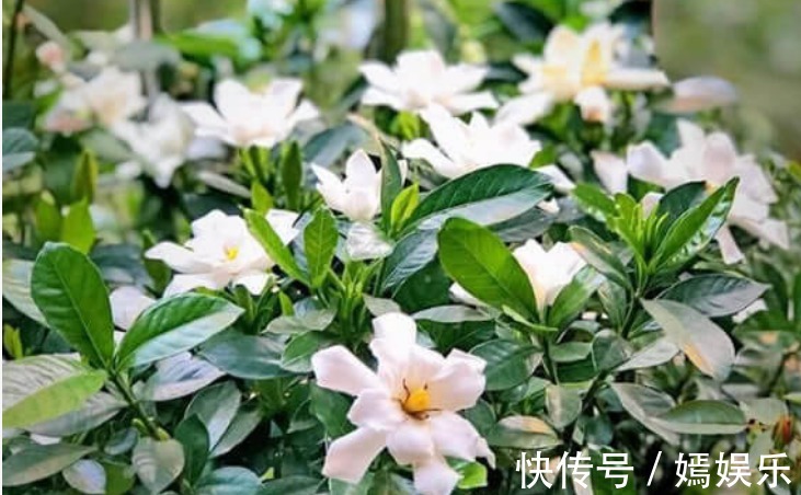 月季花|夏天最适合养4种花,花朵硕大、花香四溢飘满屋,美爆了