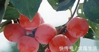 单宁|痔疮作祟，“天然药库”柿子就能帮到你，但要注意别犯这两个错