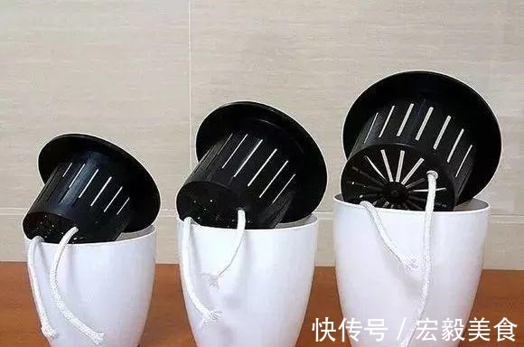 天竺葵|3种懒人扦插法,插啥都活,大白根蹭蹭冒!