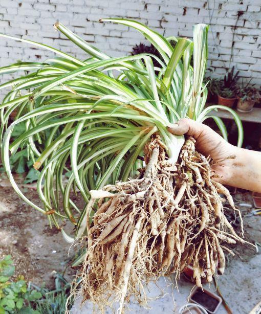 蟹爪兰|长寿花换盆，切忌越换越大，一直用小盆养才好！