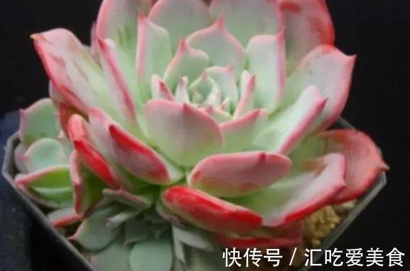 多肉劳伦斯怎么养护，做到5个方法，叶色才会更美更艳丽