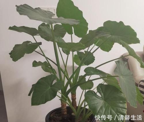 马蹄莲|4种有毒花,碰了麻烦大,再喜欢也别养,扔都不来及