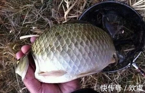 鱼儿|冬钓鲫鱼“七不宜”,看懂了对冬季钓鱼大有好处!