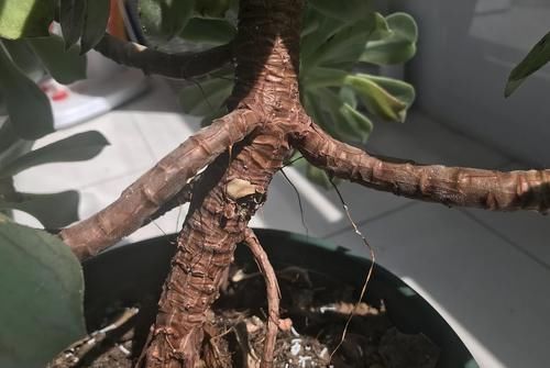 多肉“玉龙观音”好养吗?记住6字诀,叶子肥厚翠绿