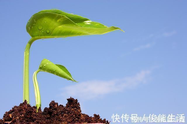 幸福指数|出汗伤阳气巧用4味药,改善肾脏,把阳气找回来