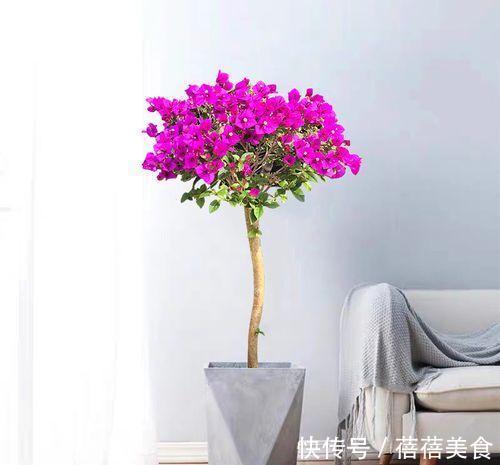 三角梅,不开花学会小窍门,一年开花多次,直接爆盆