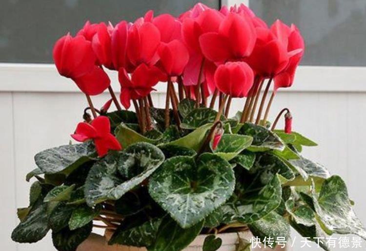 3种花是爆盆“能手”,开起花来“拦”不住,被称为开花机器