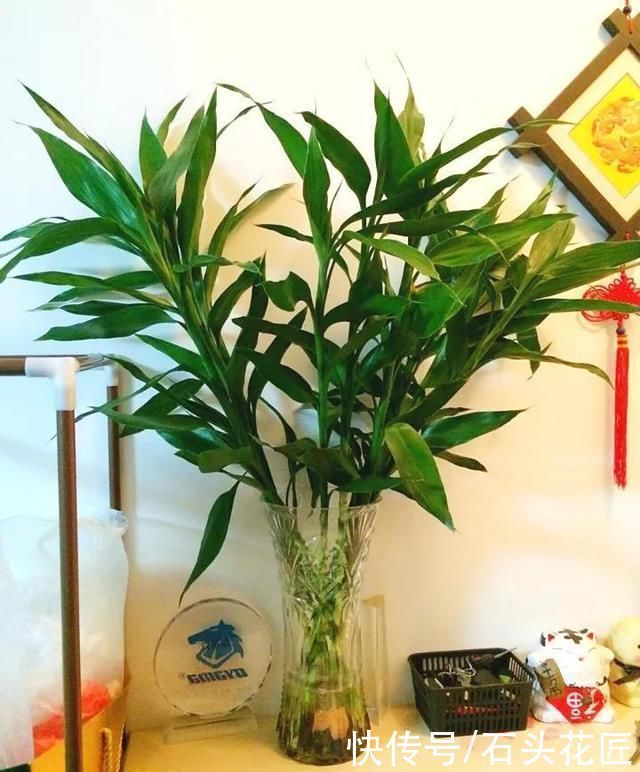枝干|富贵竹越长越像“烧火棍”,叶子少、还发黄,教你3招解决