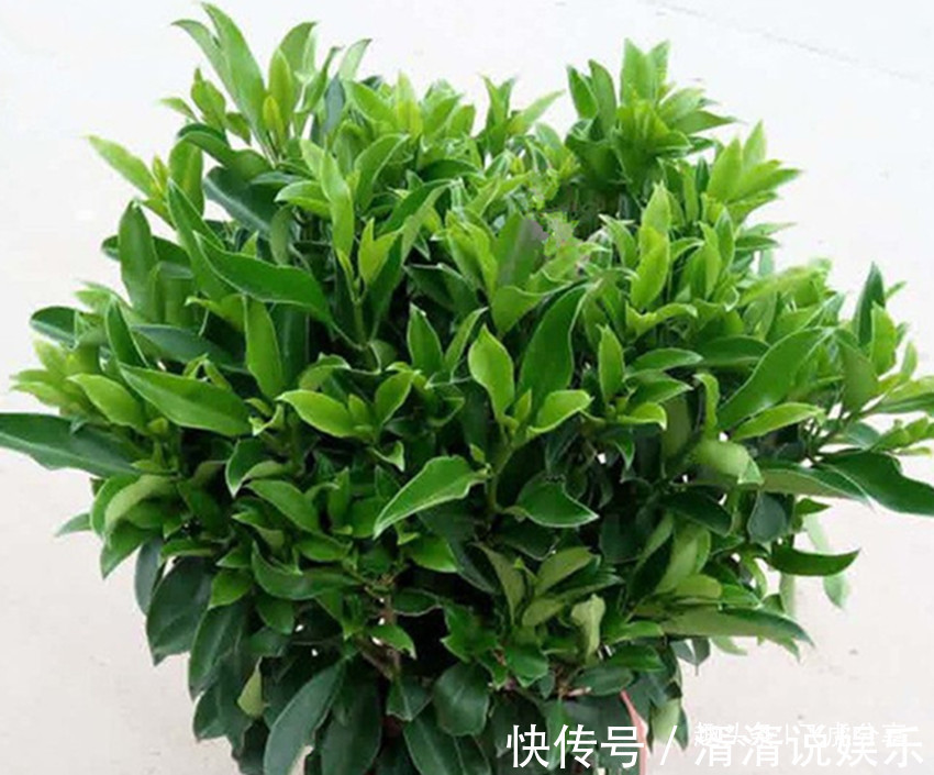 病弱|养花应注意,三种水不能浇,三种肥不能施,不然就会出问题