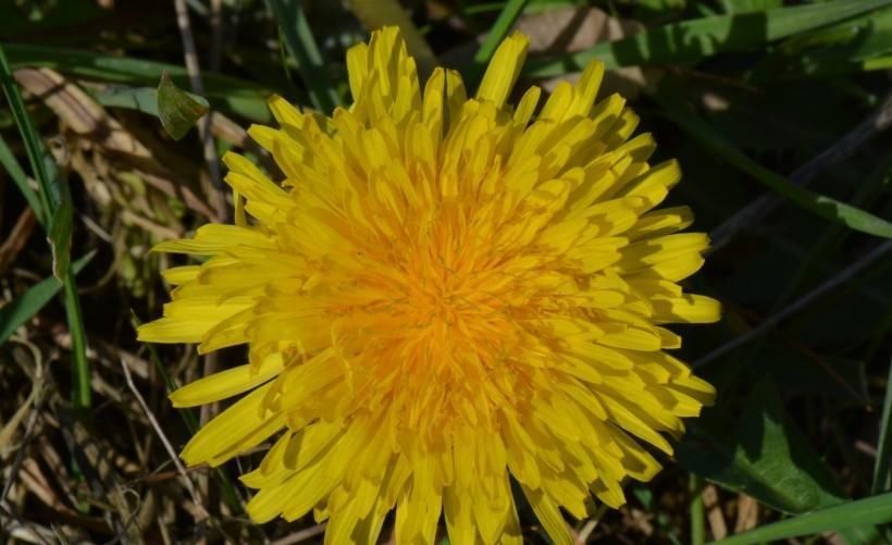 |处变不惊的三生肖女,非常幽默, 爱情事业双丰收