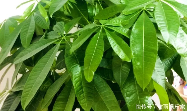 清水|还在用清水浇绿萝别傻了,绿萝是个“大酒鬼”,一小勺就爆盆!