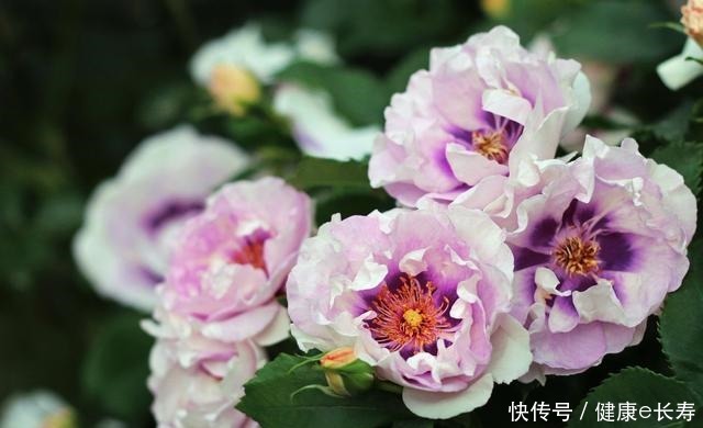 25个抗性超好的月季品种,又好养开花有多,新手好养适合盆栽!