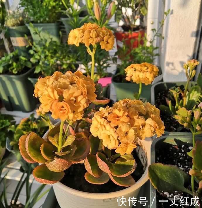 长寿花|初夏扦插“4种花”,一周生根沾土就活,很快就有花儿欣赏了