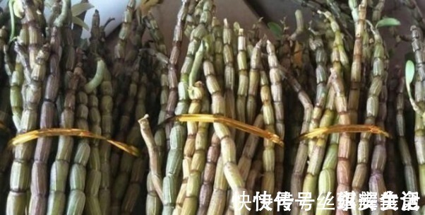 野生|乡下野草,要卖350元一斤,全身是宝,营养丰富有12大功效