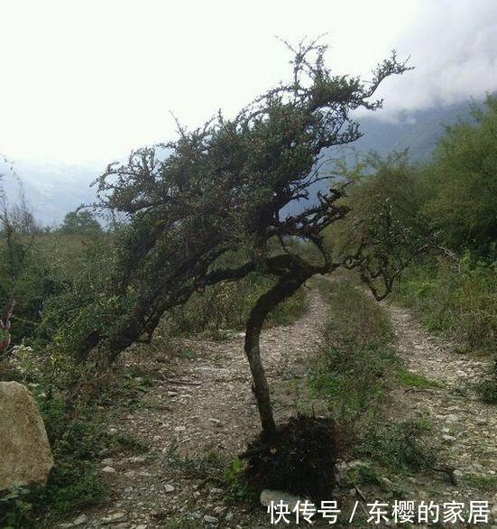 邻居捡到野货树桩,种盆里价值不菲,羡慕啊!