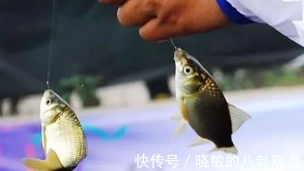 秋钓大鲫鱼7大招式,让爆护来得更容易些!