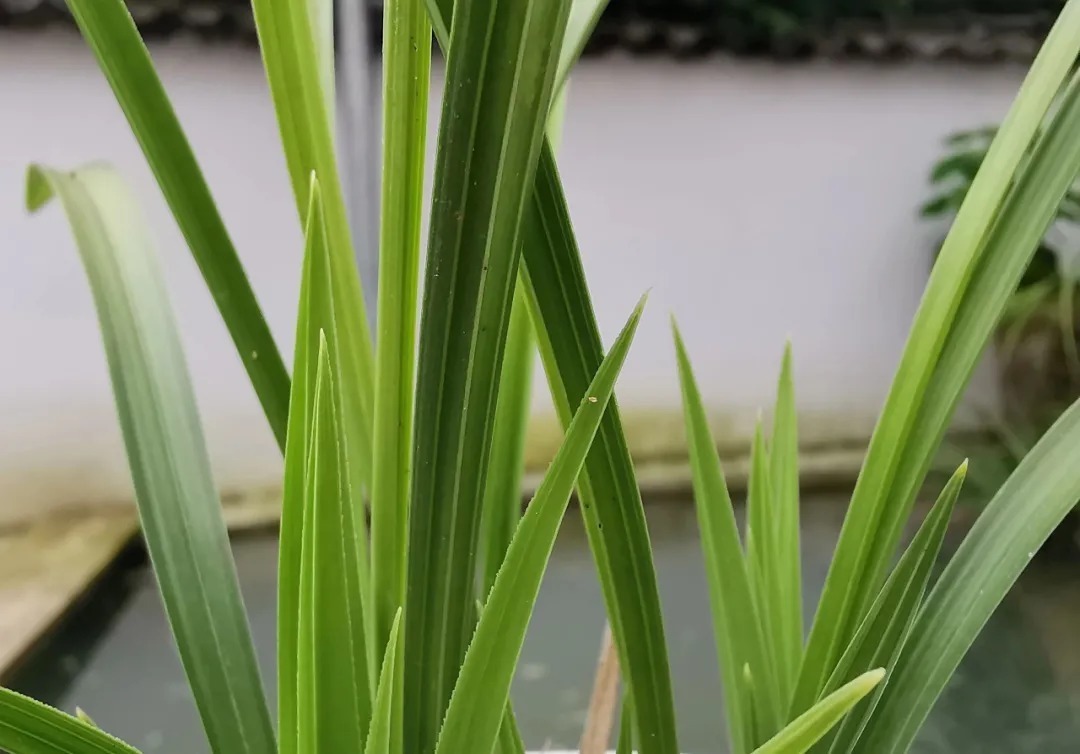 兰花|轻松看出兰花是否烂根？连花盆都不用翻，新手兰友也会看准确