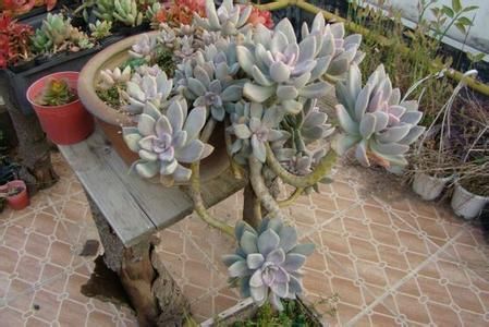 太阳|4种多肉植物好养活，不怕晒不怕热，太阳越晒越好看