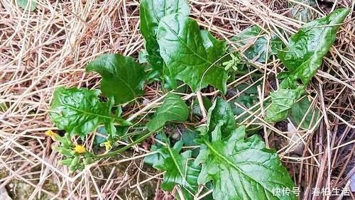 中薪|李时珍说它“通结气,利肠胃”,曾是儿时美味,如今少人识