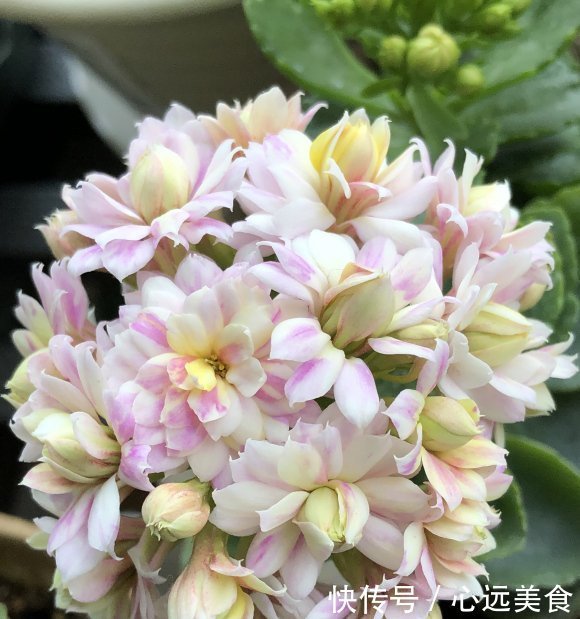 家庭养长寿花，学会“配土”，满足3个“要求”，开花持续不断