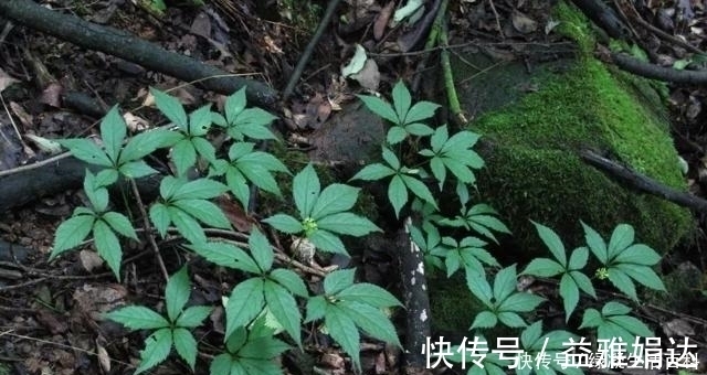 植物|这珍贵植物，请你辨认好植株，若谁到你家乡采挖，一定要制止