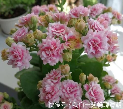 4种花养家里，清新浪漫、气质出众，人养花，花也养人