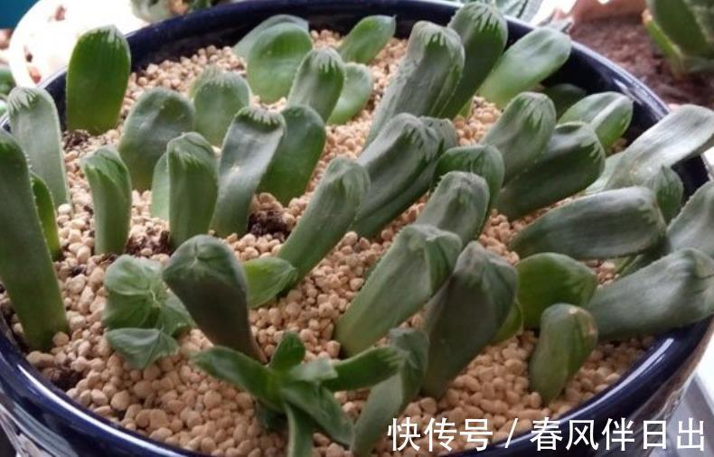 多肉|叶插多肉植物玉露,注意3个技巧才不容易出问题