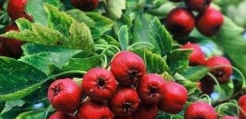 含有|会吃的人更健康,推荐3种食物,养颜抗衰,净化血液,抵抗衰老