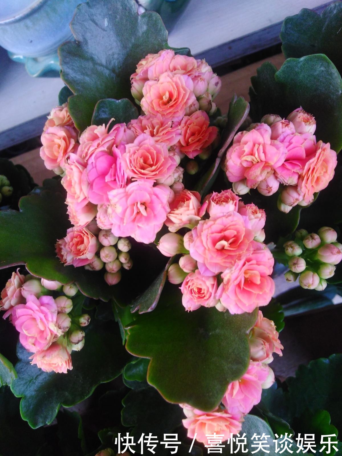 花花|长寿花现在还不冒花苞,赶紧用个“狠招”,很快就开花爆盆