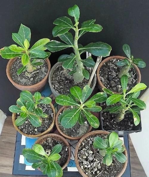 旺盛|沙漠玫瑰叶子长得旺盛还不开花,选好时机修剪,第二年有花看