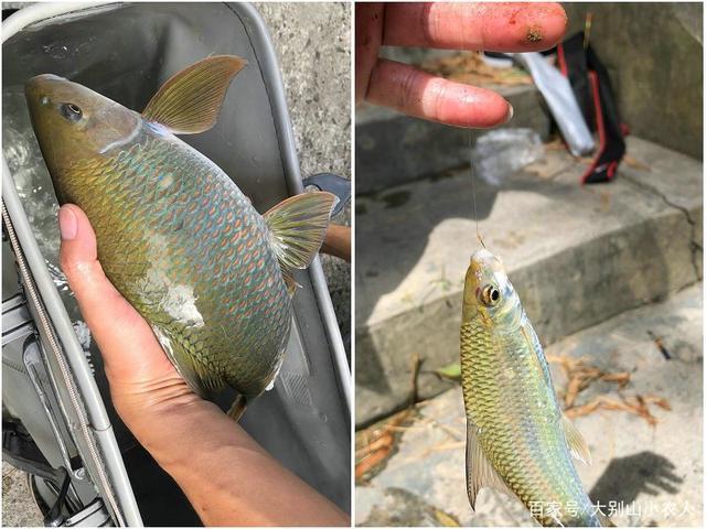 钓鱼人|新手钓获“巨型麦穗鱼”,价值百元一斤,确定不是十年鱼后笑纳了