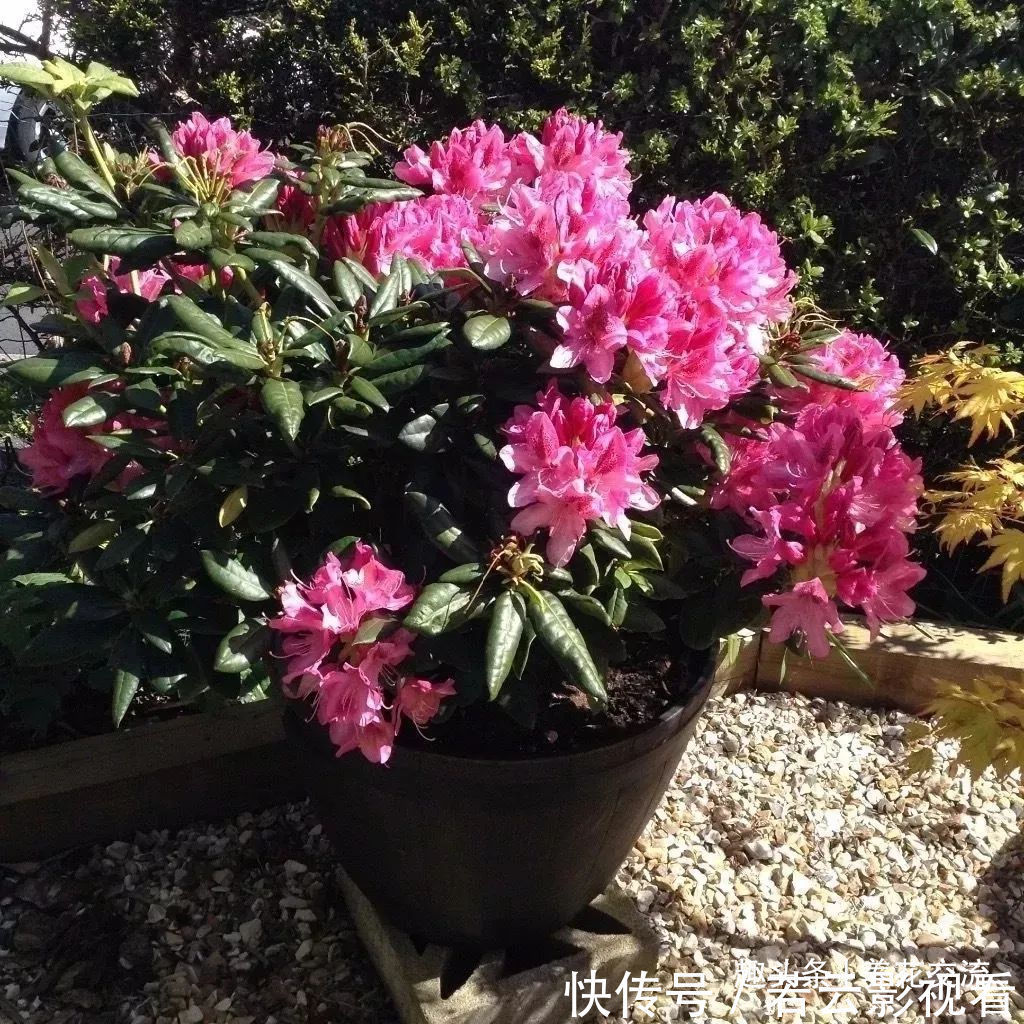 堆肥土|栀子花、茉莉、茶花和杜鹃养不好?两种矾肥水制作配方贡献给你